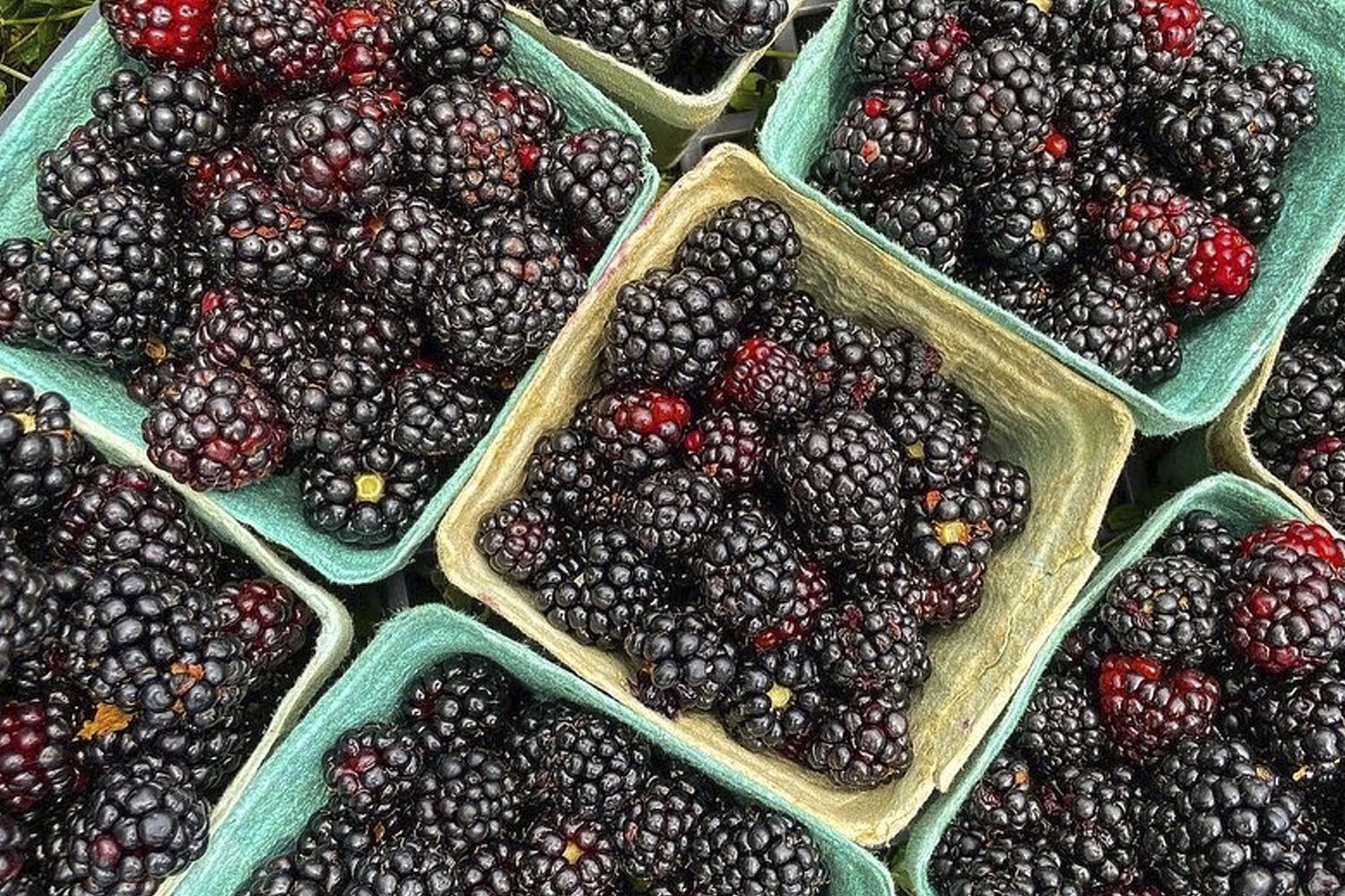 EarthDance Blackberry